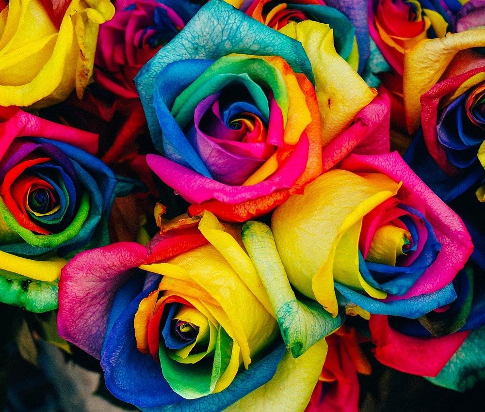 rainbow colored roses